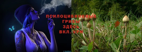 сатива Баксан
